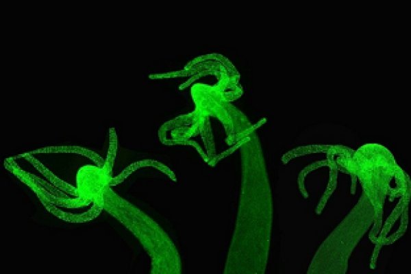 Kraken 20at