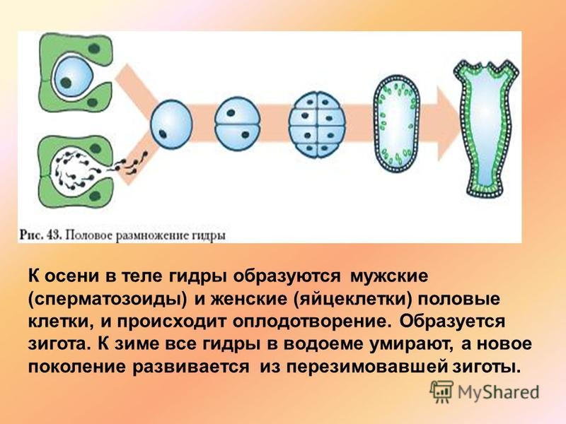 Кракен 15at